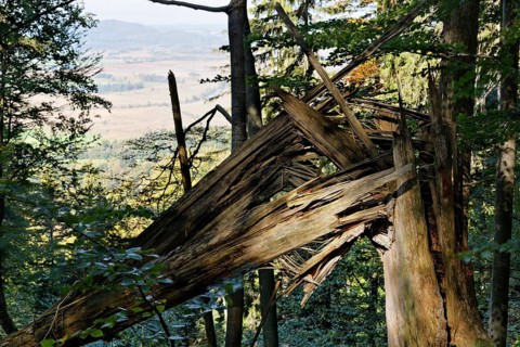Torn tree trunk