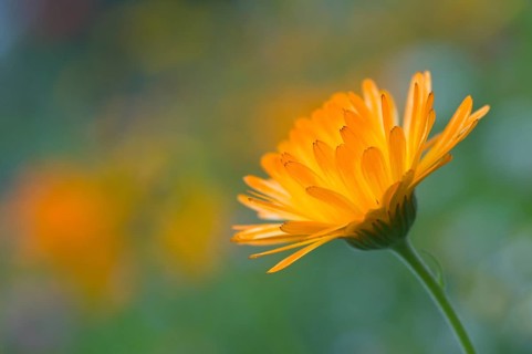 Marigold (Calendula officinalis)