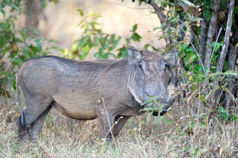 Warthog (Phacochoerus africanus)