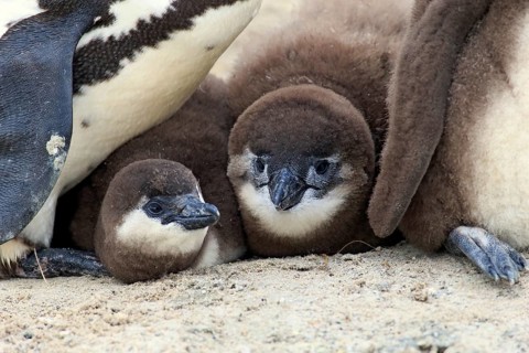African Penguin (Spheniscus demersus)