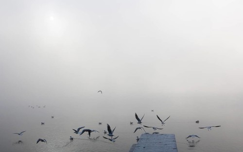 Gulls at the wooden jetty in the morning fog