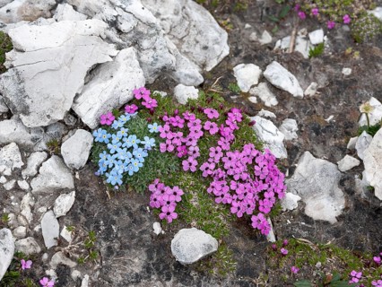 Moss campion (Silene acaulis) and blue Arctic alpine forget-me-not (Eritrichium nanum)