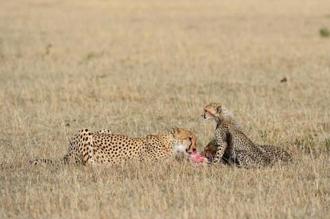 Cheetah (Acinonyx jubatus)