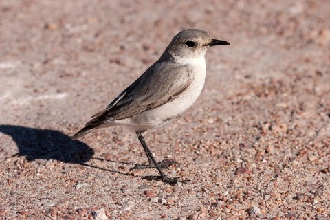 Tractrac Chat (Cercomela tractrac) near Swakopmund