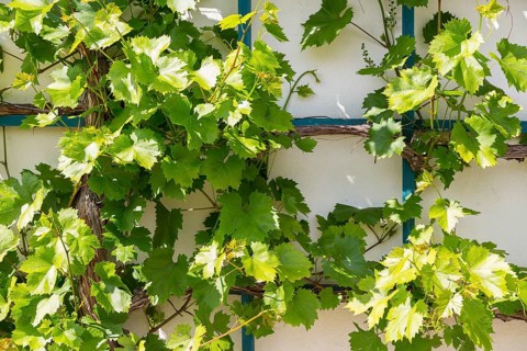 Vine growing on a trellis