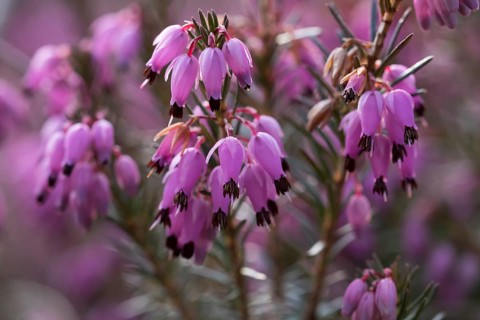 Winter heath (Erica carnea) flowers