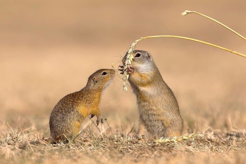 Suslik (Citellus citellus)