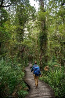 Young man on hiking trail in Kauri Forest
