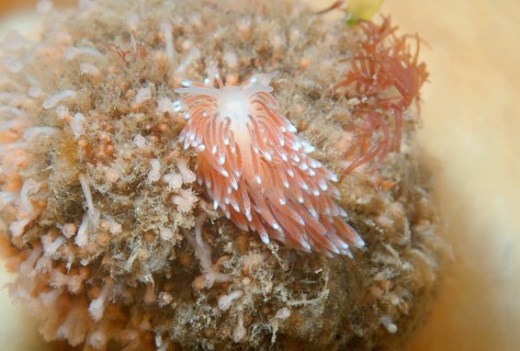 Aeolid Nudibranch (Cuthona nana)