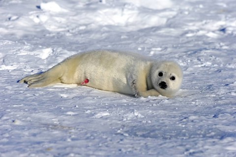 Harp Seal or Saddleback Seal (Pagophilus groenlandicus