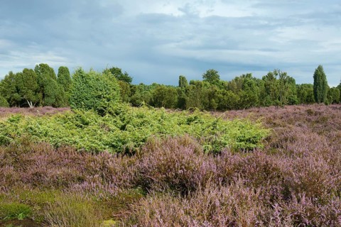 Heather in bloom in a juniper grove