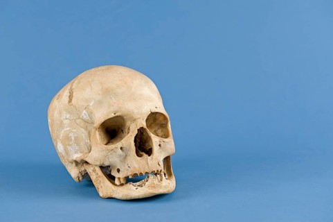 Human skull
