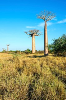 Avenue of the Baobabs