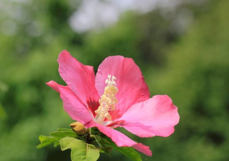 Rose mallow (Hibiscus syriacus)