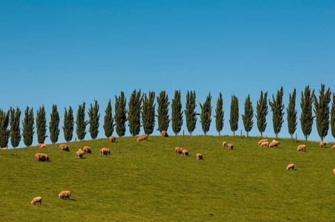 Sheep grazing beyond a cypress treeline