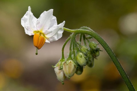 Potato flower (Solanum tuberosum)
