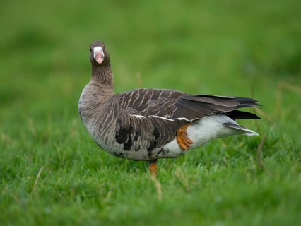 Greater white-fronted goose (Anser albifrons)