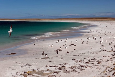 Dolphin gull (Leucophaeus scoresbii) on a beach with gentoo penguins (Pygoscelis papua) and scattered Magellanic penguins (Spheniscus magellanicus)