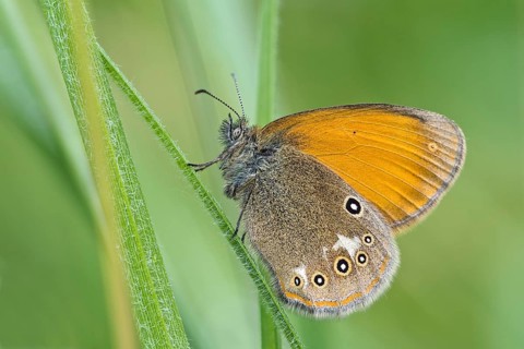 Large Heath (Coenonympha tullia)