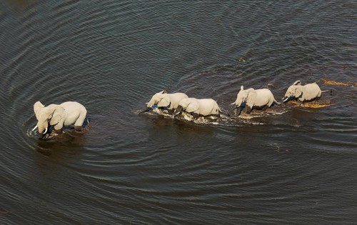 African Elephants (Loxodonta africana)