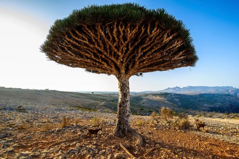 Socotra Dragon Tree or Dragon Blood Tree (Dracaena cinnabari)