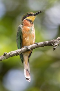 Cinnamon-chested Bee-eater (Merops oreobates)