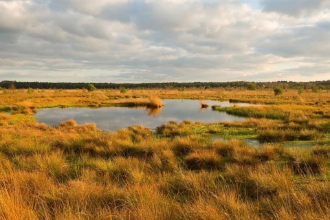 Moor in the evening light in autumn