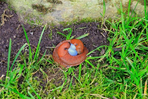 Spanish Slugs (Arion vulgaris)