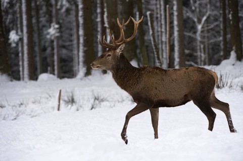 Red Deer (Cervus elaphus)