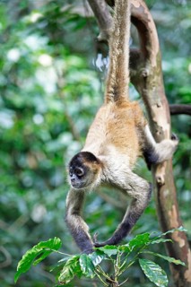 Central American Spider Monkey or Geoffroy's Spider Monkey (Ateles geoffroyi)