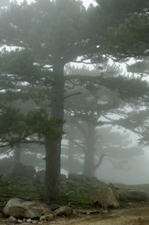 Trees in the fog on the Col del Bavella