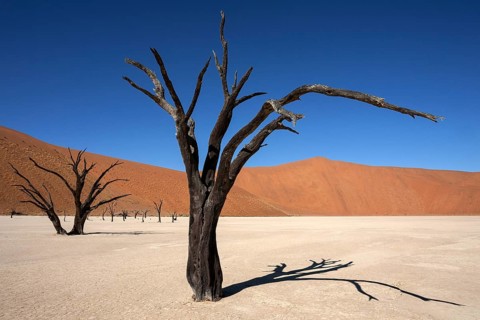 Dead Camel thorn trees (Vachellia erioloba)