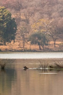 Wild Indian Tigers or Bengal Tigers