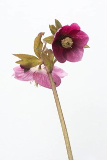 Lenten rose (Helleborus orientalis hybrids 'Joan Bridges')