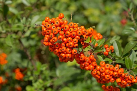 Scarlet firethorn (Pyracantha coccinea)