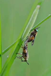 Twin-lobed deerfly (Chrysops relictus)