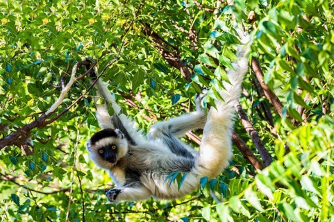 Verreaux's Sifaka (Propithecus verreauxi) in a tree