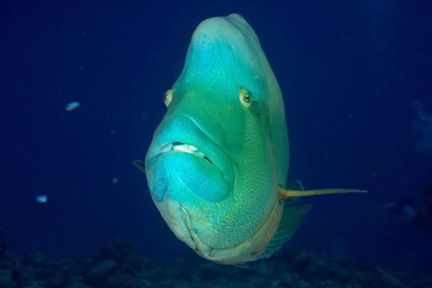 Humphead wrasse (Cheilinus undulatus)