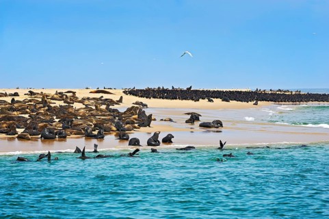 Cape Fur Seals or Brown Fur Seals (Arctocephalus pusillus) and Common Cormorants (Phalacrocorax carbo) on a sand bank near Walvis Bay