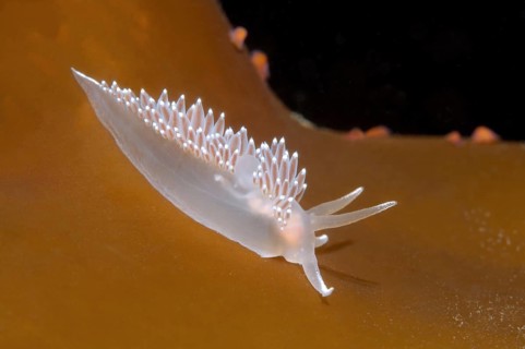 Red-finger Nudibranch (Flabellina verrucosa)