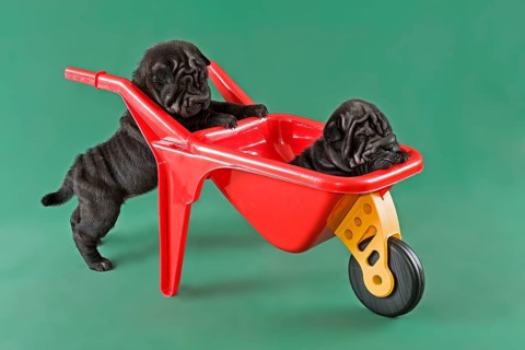 Shar-Pei or Chinese Shar-Pei