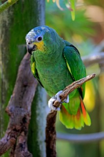 Orange-winged Amazon (Amazona amazonica)