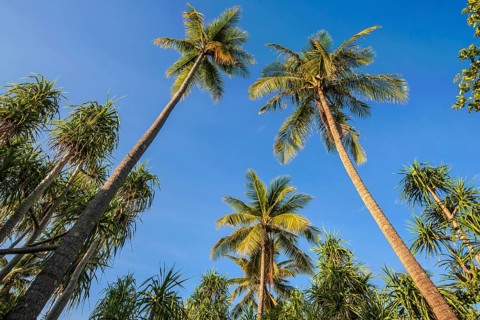 Coconut Palms (Cocos nucifera) and Screwpines (Pandanus tectorius)