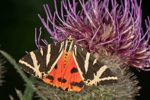 Jersey Tiger (Euplagia quadripunctaria) sucking on Woolly Thistle (Cirsium eriophorum)