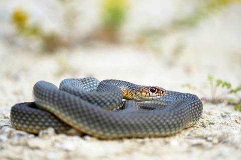 Caspian Whipsnake (Dolichophis caspius)