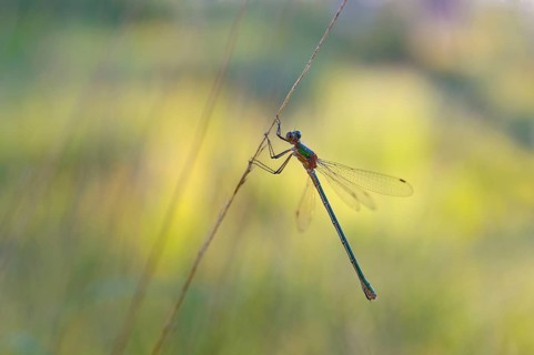 Emerald Damselfly (Lestes sponsa) on a blade of grass