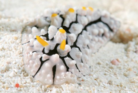 Varicose Wart Slug (Phyllidia varicosa)