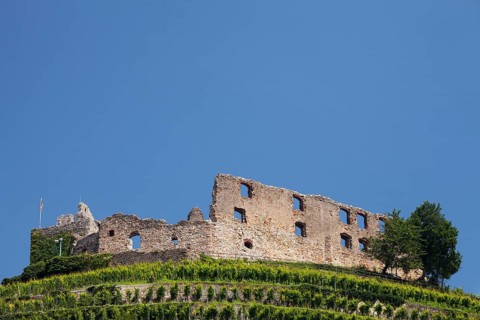 Vineyard with Staufen Castle ruins