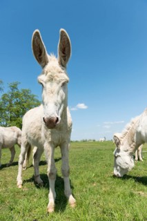 Austria-Hungarian white donkey or Baroque Donkey (Equus asinus asinus)