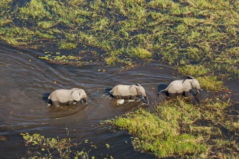 African Elephants (Loxodonta africana)